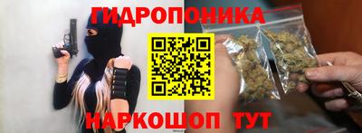 крисы Кингисепп